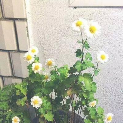 高铁时代红包版下载