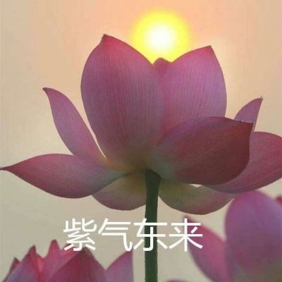 custom cast免费下载
